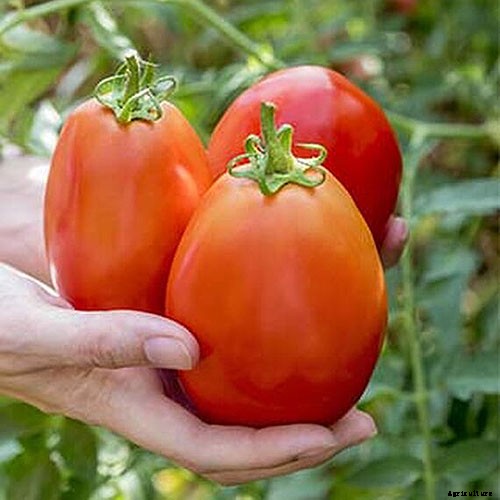 15 of the Best Canning Tomatoes You Should Grow