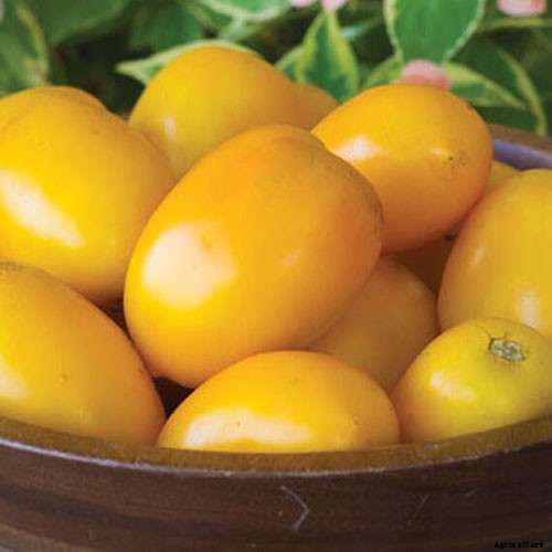 15 of the Best Canning Tomatoes You Should Grow