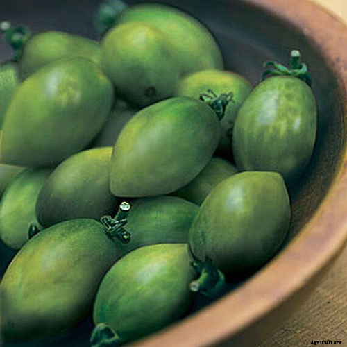 15 of the Best Canning Tomatoes You Should Grow