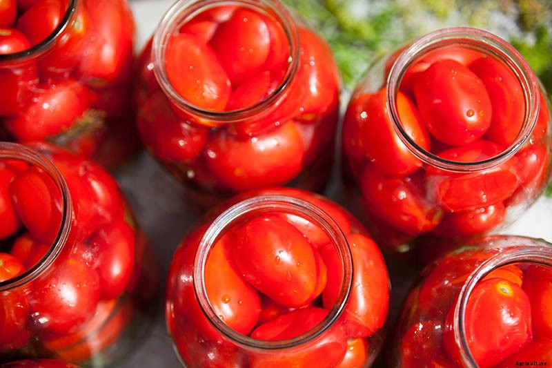 15 of the Best Canning Tomatoes You Should Grow