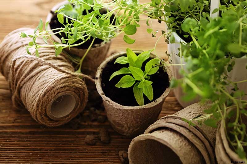 Gardening at Home: 31 of the Best Kits to Get Started