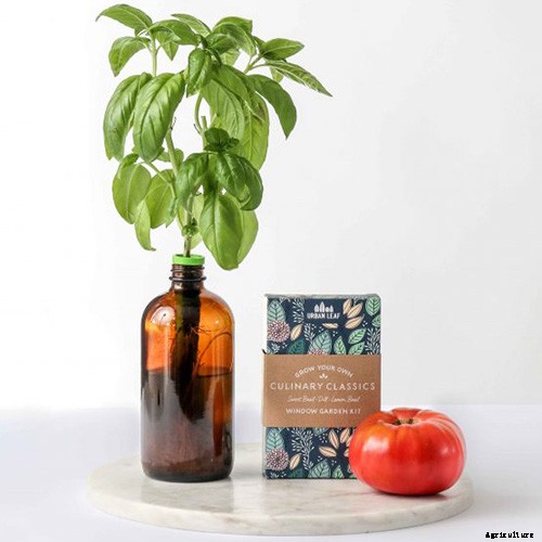 Gardening at Home: 31 of the Best Kits to Get Started