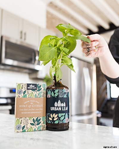 Gardening at Home: 31 of the Best Kits to Get Started