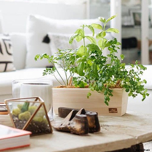 Gardening at Home: 31 of the Best Kits to Get Started
