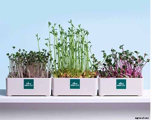 Gardening at Home: 31 of the Best Kits to Get Started