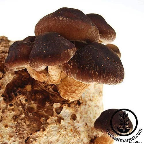 Gardening at Home: 31 of the Best Kits to Get Started