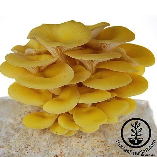 Gardening at Home: 31 of the Best Kits to Get Started