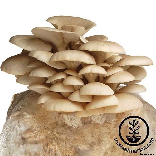 Gardening at Home: 31 of the Best Kits to Get Started