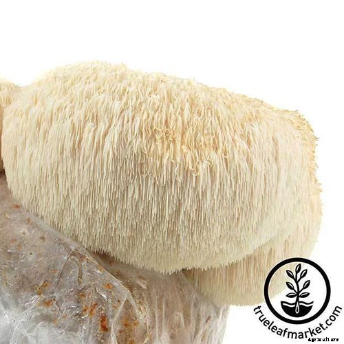 Gardening at Home: 31 of the Best Kits to Get Started