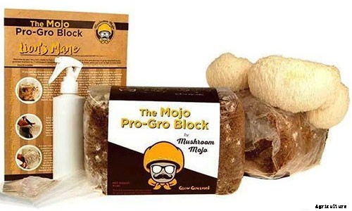 Gardening at Home: 31 of the Best Kits to Get Started