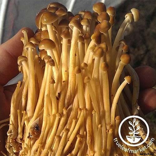 Gardening at Home: 31 of the Best Kits to Get Started