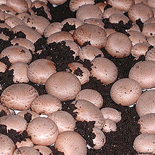 Gardening at Home: 31 of the Best Kits to Get Started