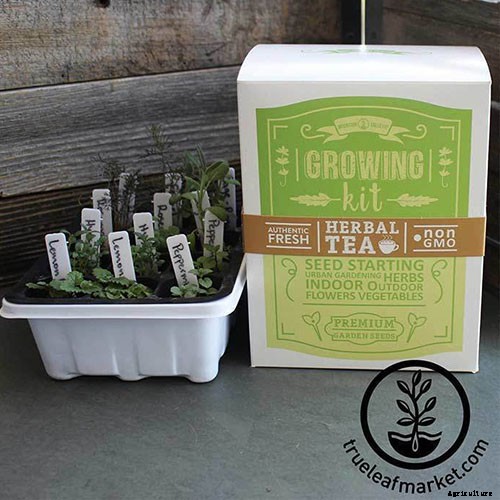 Gardening at Home: 31 of the Best Kits to Get Started