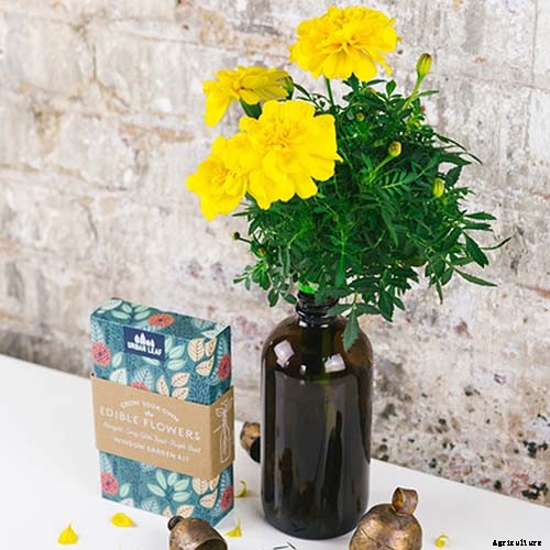 Gardening at Home: 31 of the Best Kits to Get Started