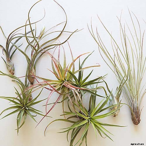 Gardening at Home: 31 of the Best Kits to Get Started