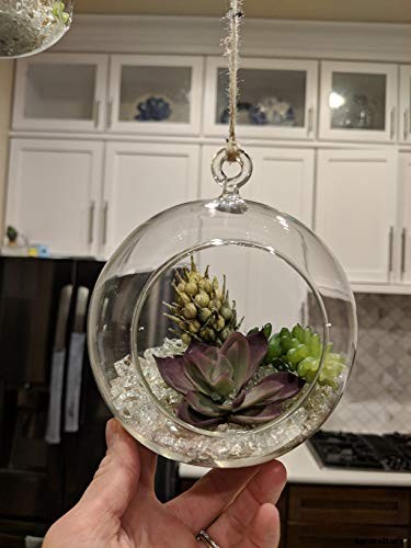 Gardening at Home: 31 of the Best Kits to Get Started