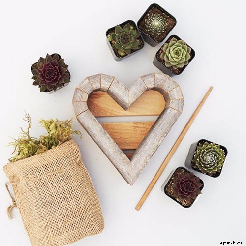 Gardening at Home: 31 of the Best Kits to Get Started