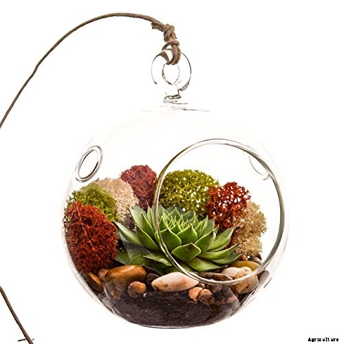 Gardening at Home: 31 of the Best Kits to Get Started