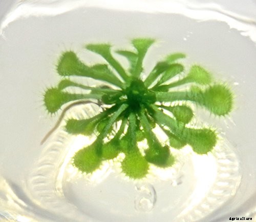 Gardening at Home: 31 of the Best Kits to Get Started