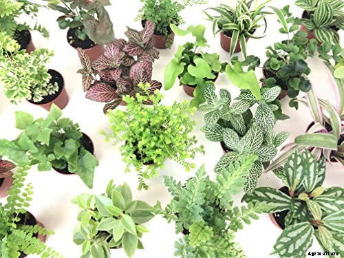 Gardening at Home: 31 of the Best Kits to Get Started