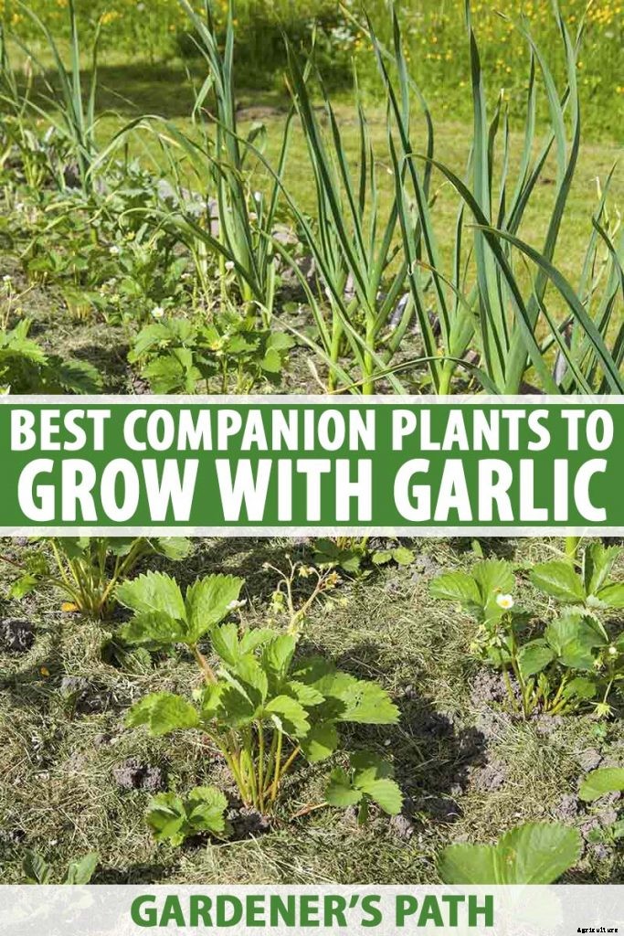 9 of the Best Companion Plants to Grow with Garlic