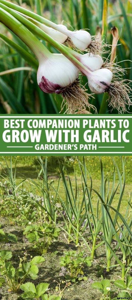 9 of the Best Companion Plants to Grow with Garlic