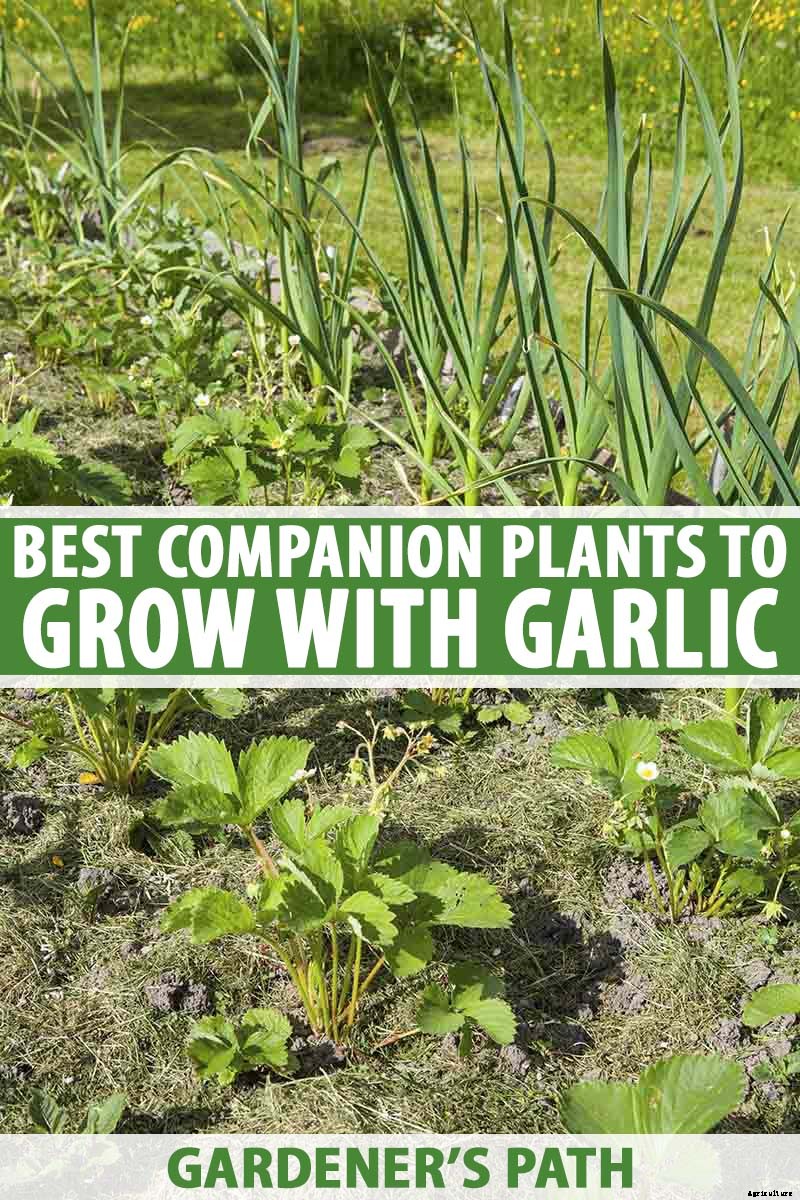 9 of the Best Companion Plants to Grow with Garlic