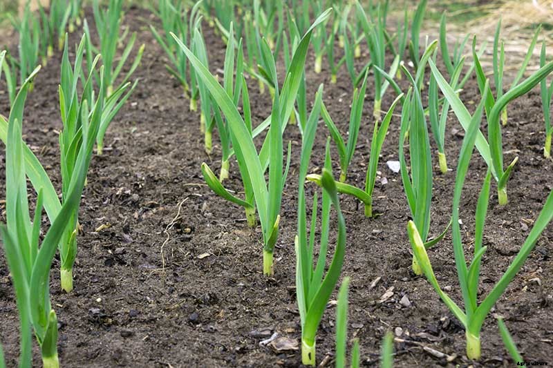 9 of the Best Companion Plants to Grow with Garlic