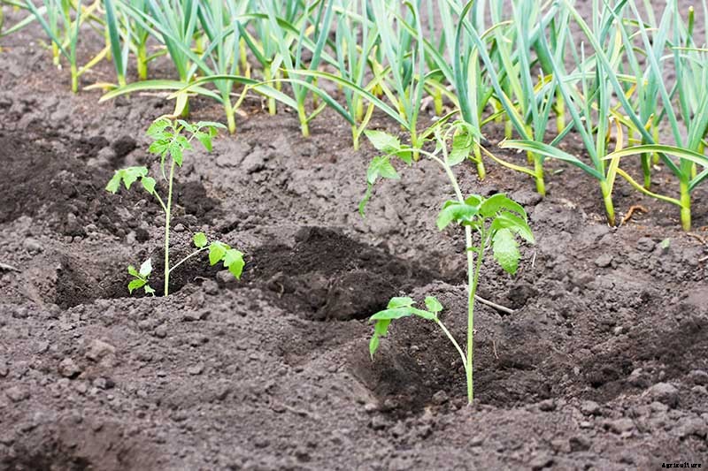 9 of the Best Companion Plants to Grow with Garlic