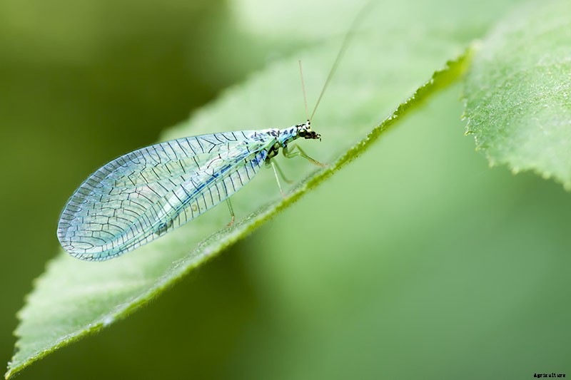 9 of the Best Companion Plants to Grow with Garlic