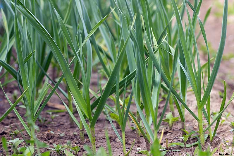 9 of the Best Companion Plants to Grow with Garlic
