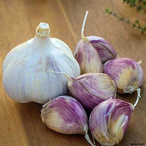 9 of the Best Companion Plants to Grow with Garlic