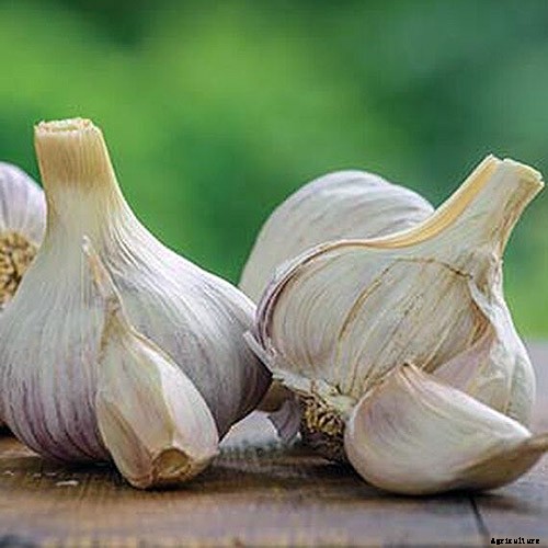 9 of the Best Companion Plants to Grow with Garlic