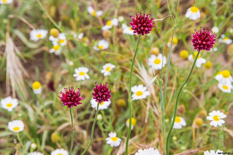 9 of the Best Companion Plants to Grow with Garlic