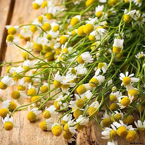 9 of the Best Companion Plants to Grow with Garlic