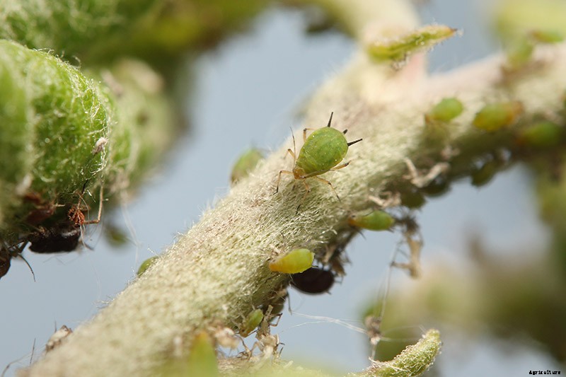9 of the Best Companion Plants to Grow with Garlic
