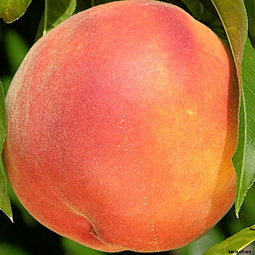 9 of the Best Companion Plants to Grow with Garlic