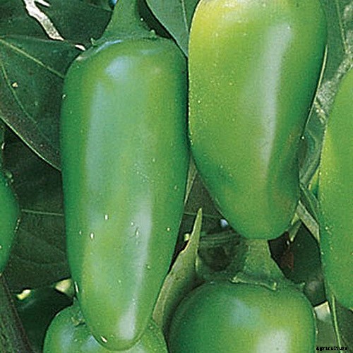 9 of the Best Companion Plants to Grow with Garlic