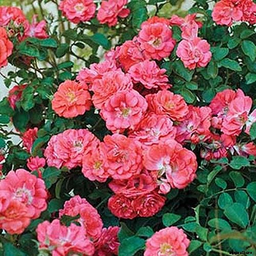 9 of the Best Companion Plants to Grow with Garlic