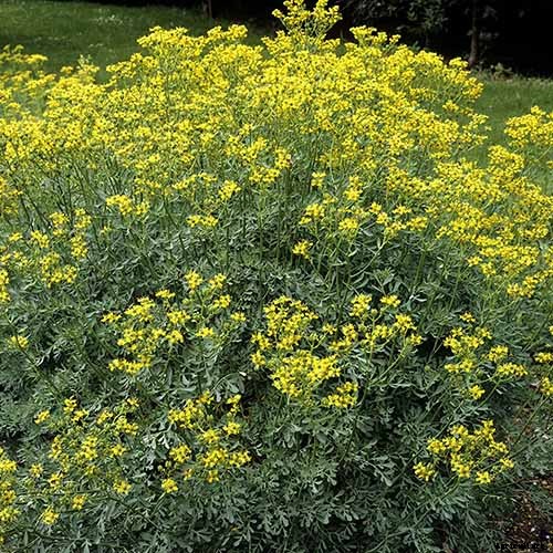 9 of the Best Companion Plants to Grow with Garlic