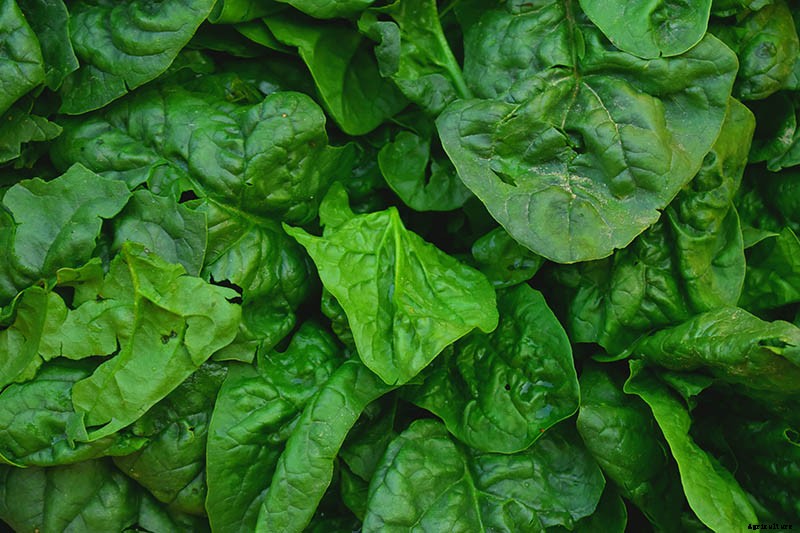 9 of the Best Companion Plants to Grow with Garlic