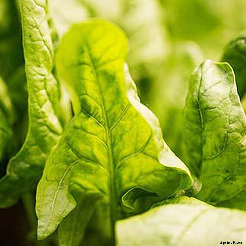 9 of the Best Companion Plants to Grow with Garlic