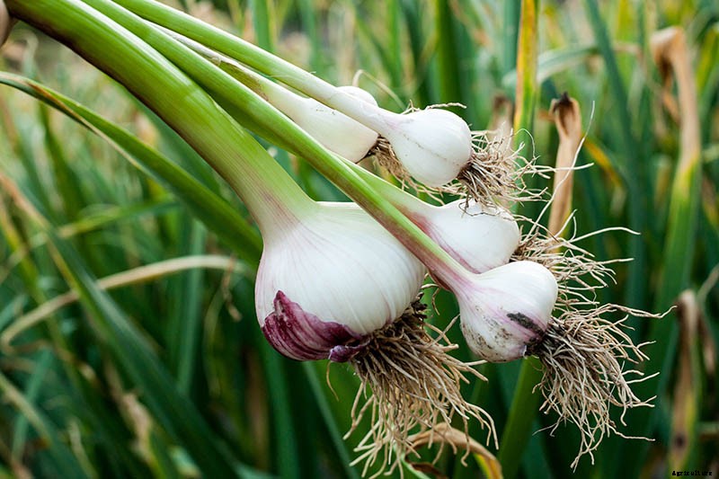 9 of the Best Companion Plants to Grow with Garlic