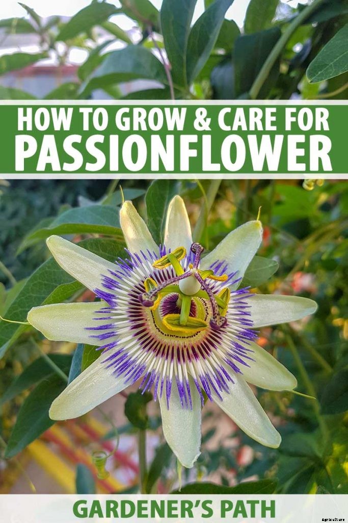 How to Grow and Care for Passionflower