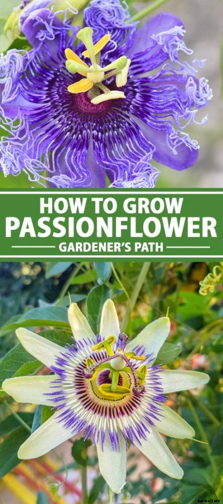 How to Grow and Care for Passionflower