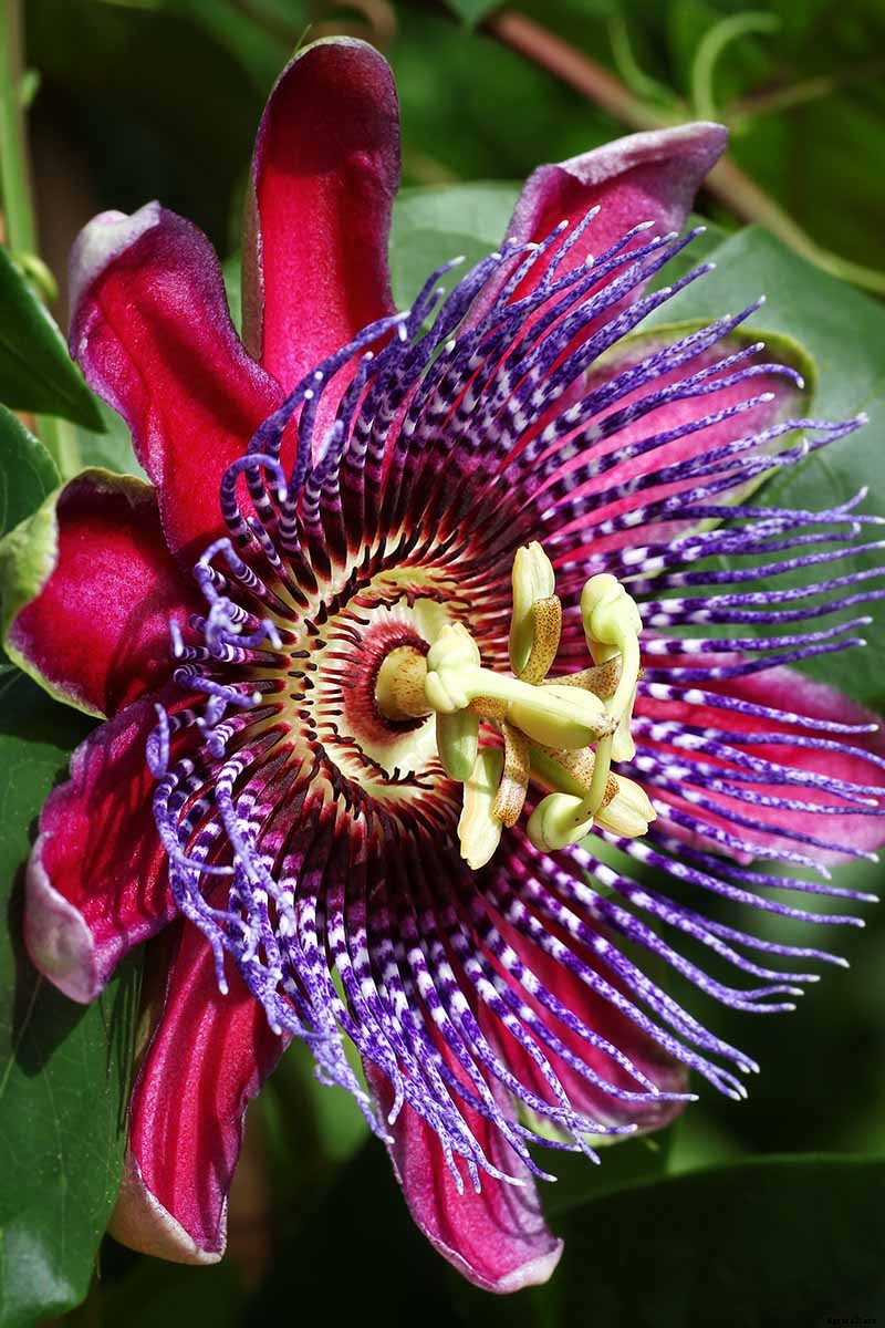 How to Grow and Care for Passionflower