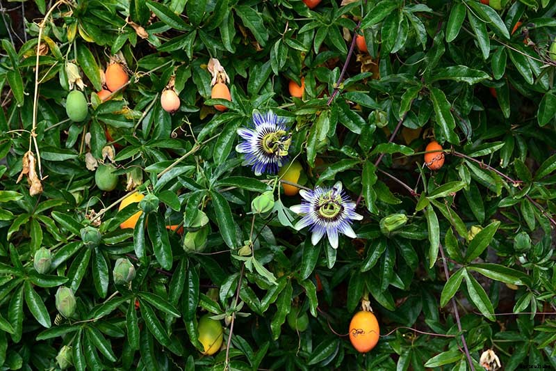How to Grow and Care for Passionflower