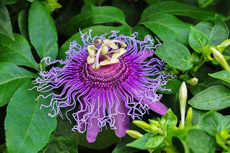 How to Grow and Care for Passionflower