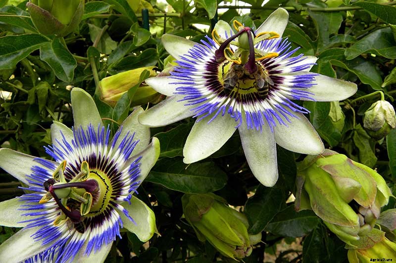How to Grow and Care for Passionflower