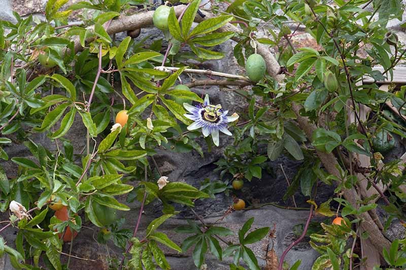 How to Grow and Care for Passionflower